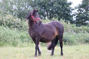 14 - Wicky